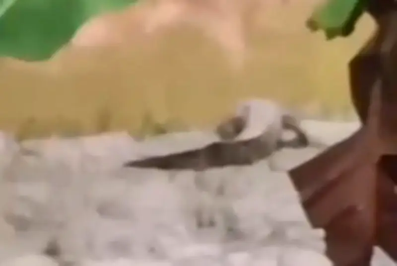 Buaya Dua Meter Berjemur di Beaufort, Nelayan Diingatkan Berwaspada