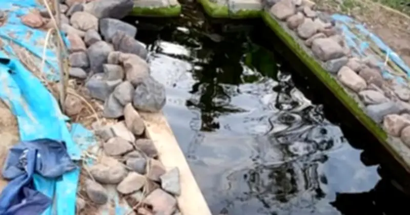 Budak 4 Tahun Maut Akibat Lemas Selepas Jatuh Ke Dalam Kolam Ikan Di Kedah