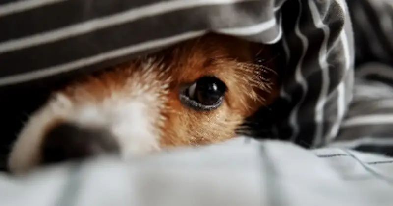 Cara Lindungi Anjing Takut Daripada Bunga Api Bising Semasa Tahun Baru Cina