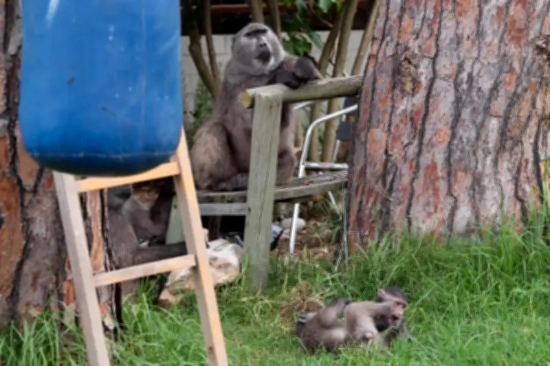 Kajian Namibia Temui Rasa Cemburu dalam Kalangan Bayun Muda, Mirip Persaingan Adik-Beradik Manusia