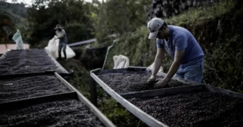 Kawasan Penanaman Kopi Alami Hari Panas Ekstrem Tambahan Akibat Perubahan Iklim