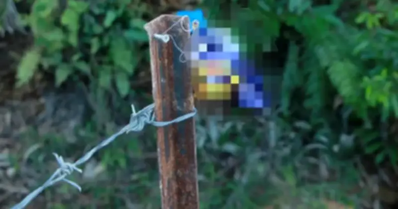 Kes Keracunan Racun Tikus Tak Berdaftar Meningkat, Ancaman Serius Terhadap Kanak-Kanak