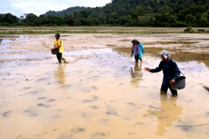 Ladang Padi Terakhir Dungun Bertahan Melalui Dedikasi Petani Warga Emas Kampung Minda