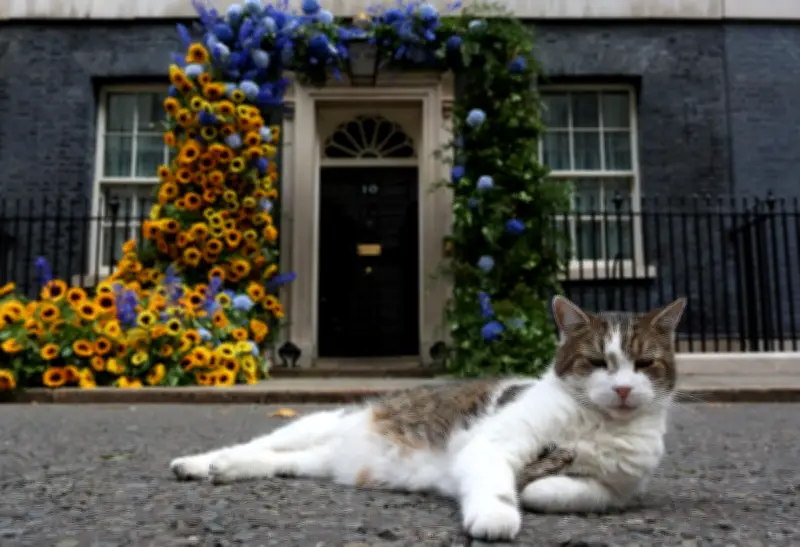 Larry Kucing Paling Terkenal UK Sempurna 15 Tahun Sebagai 'Ketua Pemburu Tikus' No. 10 Downing Street