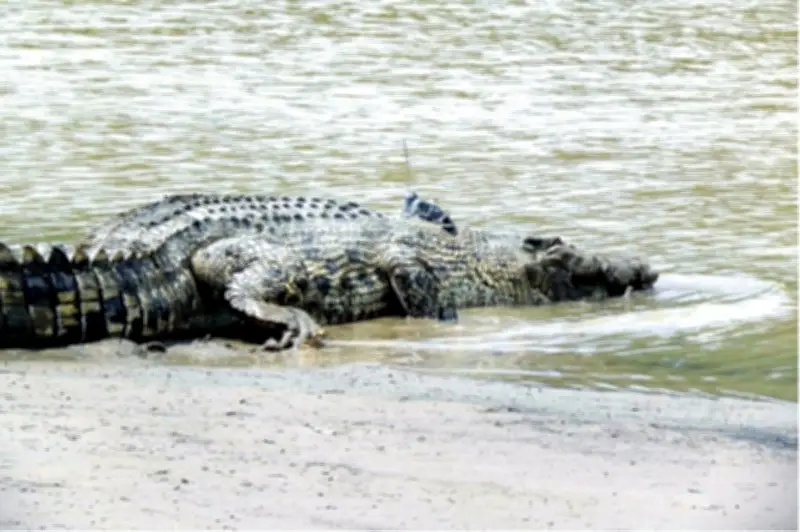 Lelaki Malaysia Diserang Buaya Ketika Menjala di Sungai Buloh, Sarawak