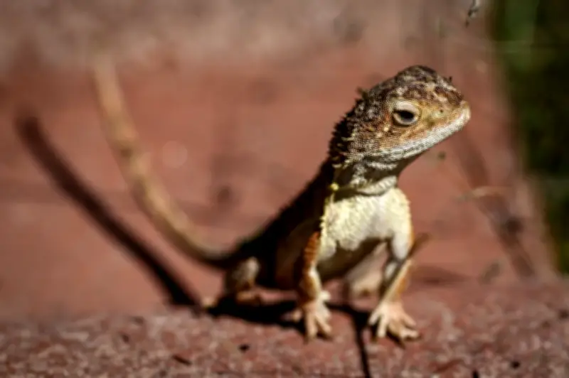 Lelaki Sydney Dipenjara Lapan Tahun Seludup Reptilia Asli dalam Beg Popcorn