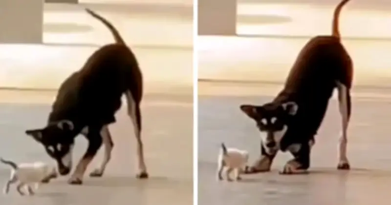 Mahkamah Tolak Saman Bantahan Penembakan Anjing Jalanan 'Kopi' di Besut