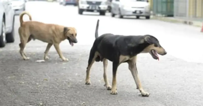 NGO Bantah Denda RM2,000 Bagi Pembunuh Anjing di Perak