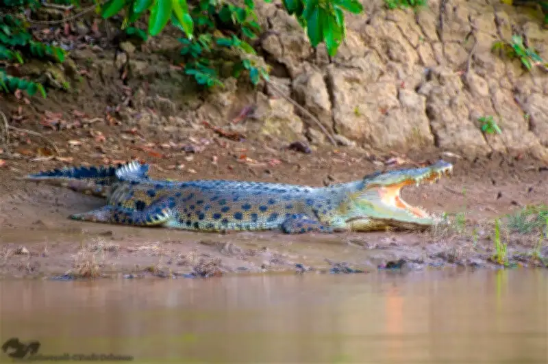 Pakar: Penduduk Sabah Perlu Belajar Adaptasi dengan Peningkatan Penampakan Buaya