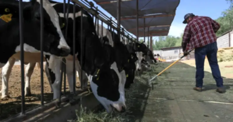 Petani Lembu AS Terhimpit Antara Kos Tinggi dan Pengguna Berbelanja Berhati-hati