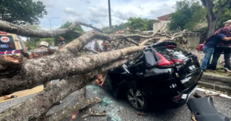 Pokok Berisiko Dipangkas Selepas Kejadian Pokok Tumbang di Shah Alam