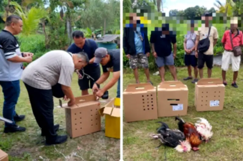 Polis Kuching Tangkap Lima Lelaki Didakwa Terlibat Sabung Ayam di Sungai Apong