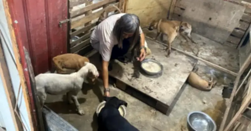 Pusat Perlindungan Haiwan dengan 240 Penyelamatan Terdesak Perlukan Bantuan