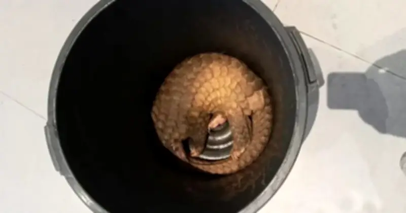 Resort di Semporna Didakwa Hidangkan Hidupan Liar Eksotik kepada Pelancong