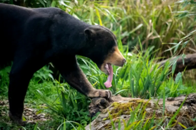 Serangan Beruang di Gua Musang: Remaja Pencari Herba Cedera Parah