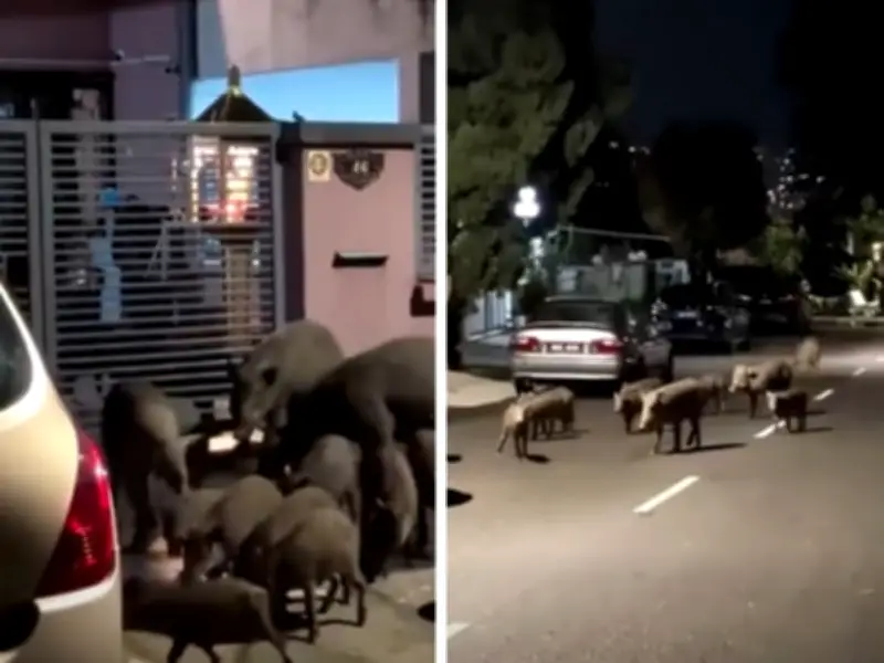 Tahun Kuda, Tetapi Babi Hutan 'Rebut Perhatian' di Rumah Malaysia Sempena Tahun Baru Cina