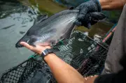 Ikan Patin Sungai Perak Menawan Rasa Malaysia Dengan Kemanisan Tulen