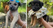 Krisis Anak Anjing Terbiar: Pawtarian Lancar Kempen Angkat Haiwan Peliharaan Ahad Ini