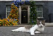Larry Kucing Paling Terkenal UK Sempurna 15 Tahun Sebagai 'Ketua Pemburu Tikus' No. 10 Downing Street