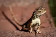 Lelaki Sydney Dipenjara Lapan Tahun Seludup Reptilia Asli dalam Beg Popcorn