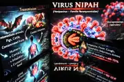 Malaysia Kekal Bebas Virus Nipah, Jabatan Perkhidmatan Veterinar Pantau Ladang Babi