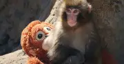 Peminat Serbu Zoo Jepun untuk Lihat Bayi Monyet Viral Punch