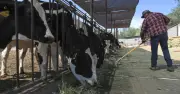 Petani Lembu AS Terhimpit Antara Kos Tinggi dan Pengguna Berbelanja Berhati-hati