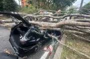 Pokok Tumbang di Shah Alam dan Sekinchan: Dua Cedera, Seorang Lelaki Lolos