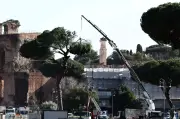 Rome Potong Pokok Pinus Bersejarah Dekat Colosseum Demi Keselamatan Pelancong