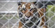 Wabak Virus Maut Bunuh 72 Harimau di Taman Thailand