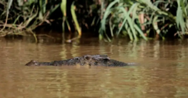Australia Utara Dilanda Banjir, Polis Beri Amaran 'Buaya Di Mana-Mana'