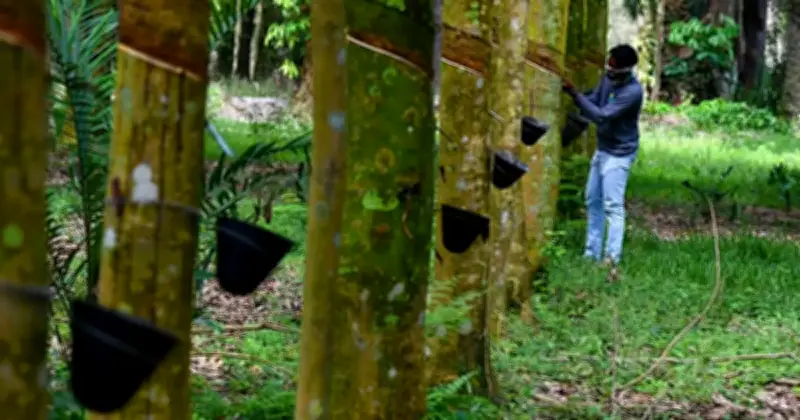 Bantuan Tanam Semula Getah Risda Sarawak Naik 55% Kepada RM23,000 Sehektar