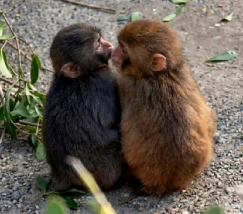 Bayen Monyet Jepun 'Punch' Belajar Berkenalan di Zoo, Menyentuh Hati Ramai