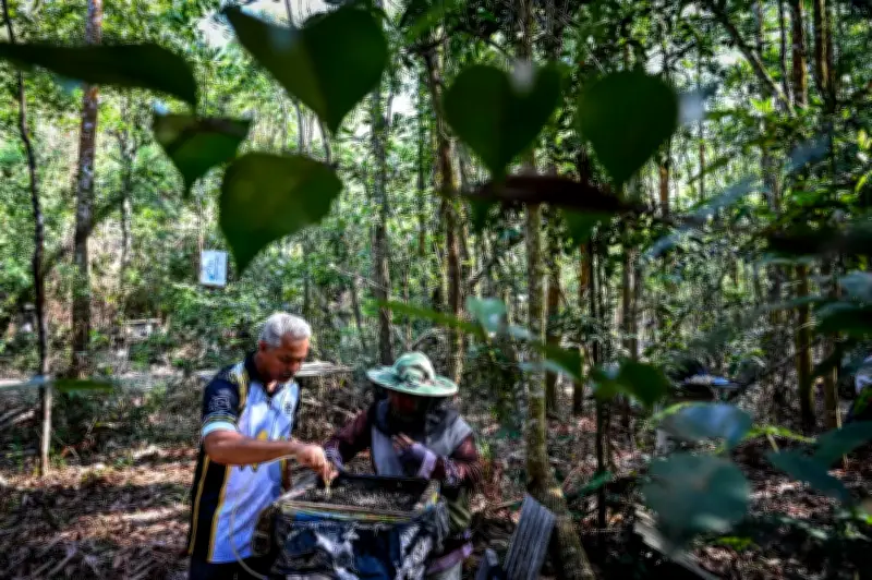 Bekas Pekerja Bank Raih RM300,000 Setahun dari Ladang Lebah Kelulut di Terengganu