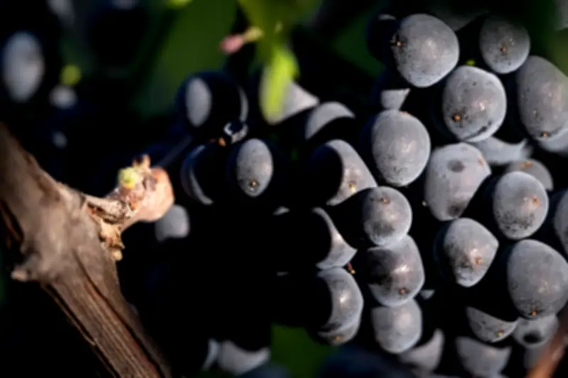 Biji Anggur Berusia 600 Tahun Ditemui di Tandas Hospital Perancis, Kaitkan Pinot Noir ke Zaman Pertengahan