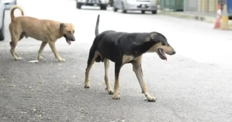 Budak 10 Tahun di Kuching Meninggal Akibat Rabies, Korban Ketiga Tahun Ini