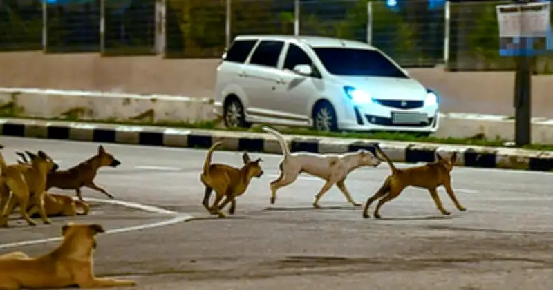 Budak 10 Tahun Mangsa Terbaharu Rabies di Sarawak, Tiga Kes Dicatat Tahun Ini