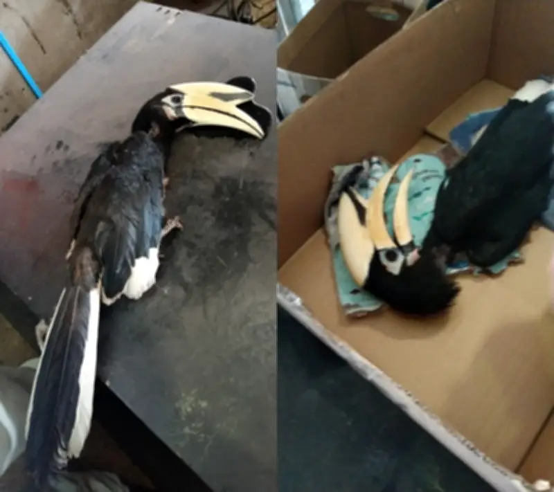 Burung Enggang Terlindung Terhempas Bangunan di Miri Akibat Haba dan Jerebu Kebakaran