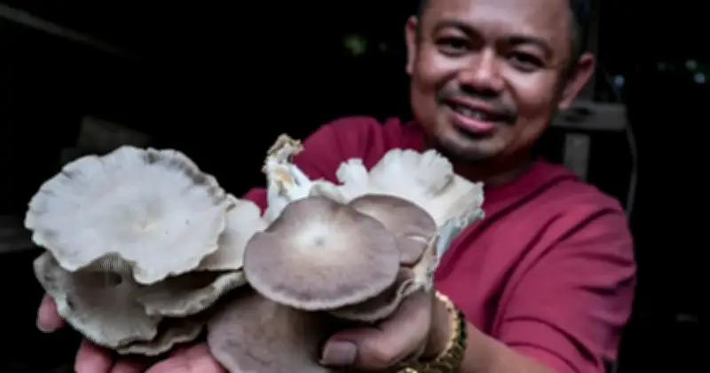 Dari Hidangan Kegemaran Ke Usahawan Cendawan: Kisah Noor Saiful Amri