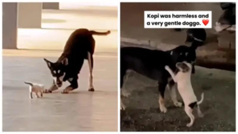 Dari Kemarahan ke Tindakan: Bagaimana Kopi Anjing Terbiar Pacu Gerakan Kebajikan Haiwan di Malaysia