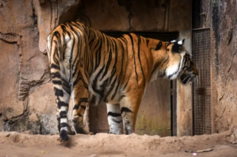 Dua Anak Harimau Bengal di Zoo Bandung Maut Akibat Virus Feline Panleukopenia