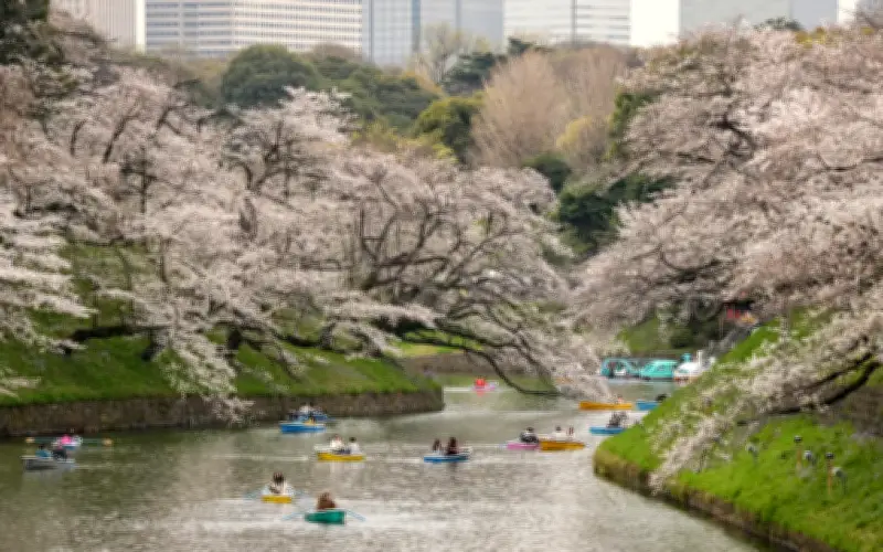 Harga Minyak Melambung Jejas Pelancongan 'Hanami' Sungai Meguro Tokyo