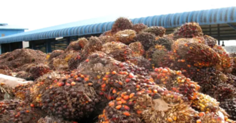 Harga Minyak Sawit Melonjak 10% Akibat Konflik Timur Tengah