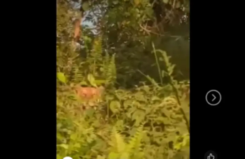 Harimau Dikesan di Kluang, Penduduk Dinasihati Berwaspada Berikutan Rakaman Video