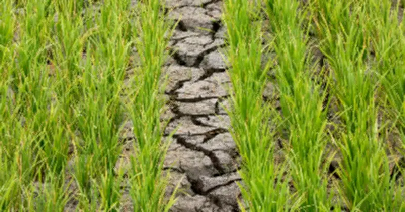 Indonesia Hadapi Musim Kemarau Lebih Panjang dan Teruk Tahun Ini