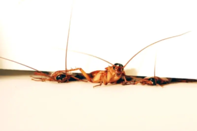 Jabatan Kesihatan Pulau Pinang Siasat Premis Makanan Lorong Pitt Atas Aduan Kaki Lipas