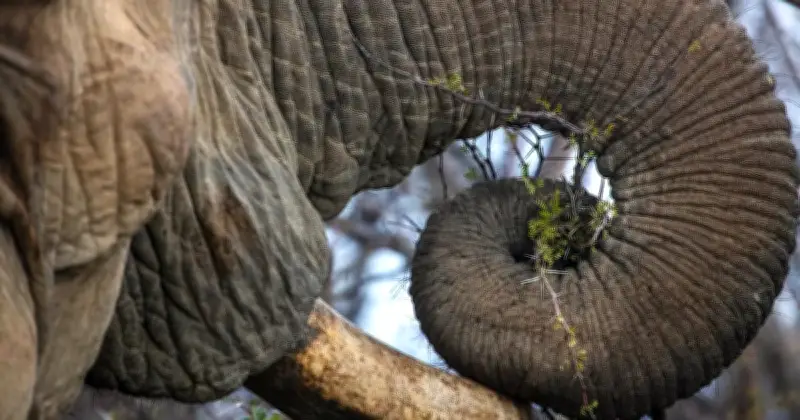 Kajian Baharu Dedah Keistimewaan Misai Pada Belalai Gajah