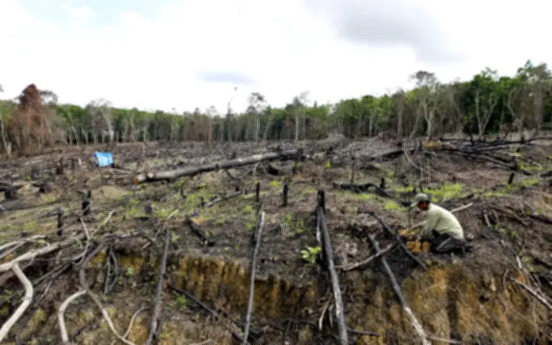 Kehilangan Hutan Indonesia Melonjak 66% pada 2025, Laporan Mendedahkan
