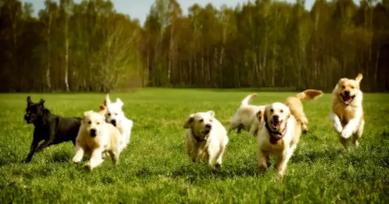 Konsert Amal 'Who Let The Dogs Out' Bantu Anjing Terbiar Melalui Program TNVRM