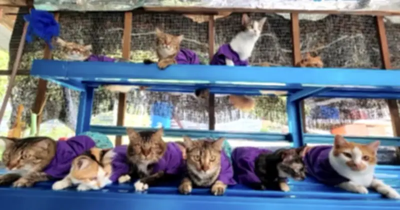Kucing Berpakaian Raya: Tradisi Unik Pemilik Haiwan Peliharaan